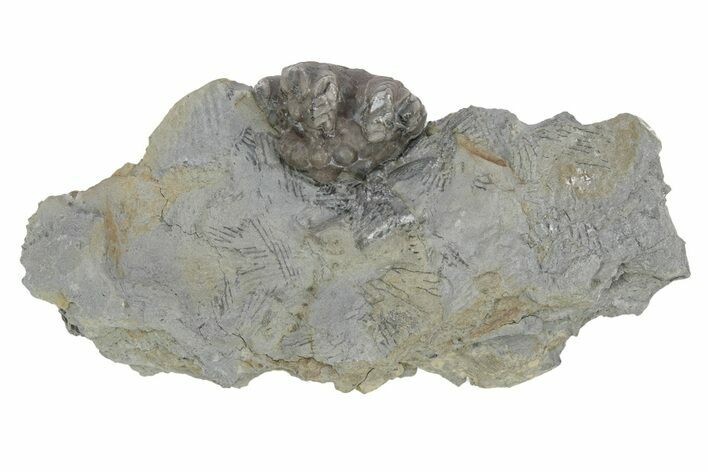 Fossil Crinoid (Agaricocrinus) Aboral Cup - Indiana #231990